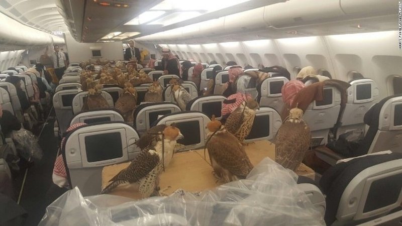 旅客機の座席にずらりと並んで搭乗するハヤブサたち(実話・CNN報道)